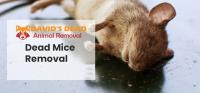 David's Dead Mice Removal Hobart image 3